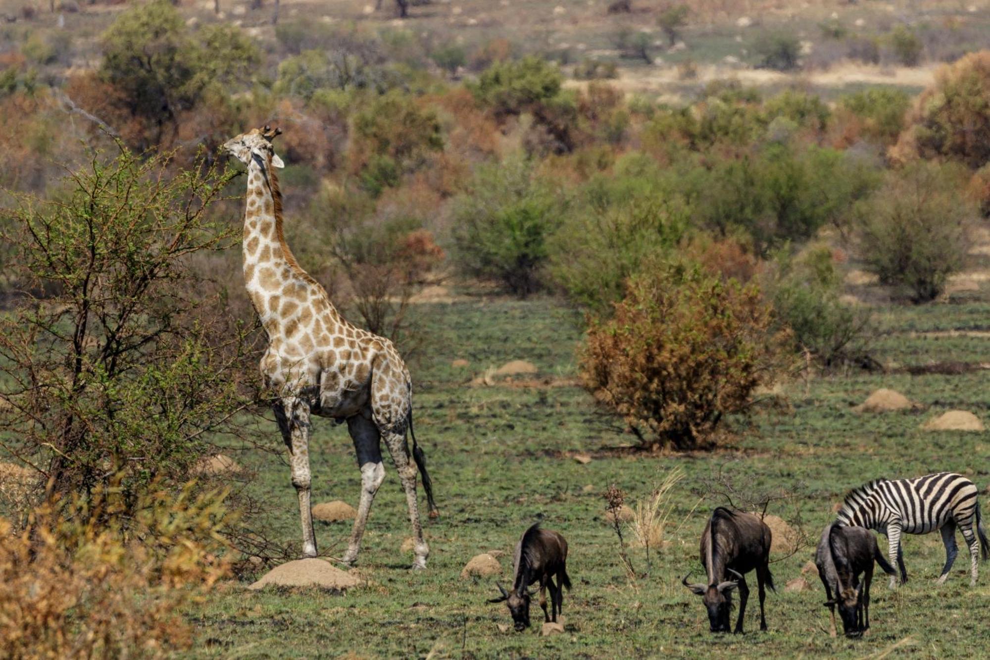 Pangolin Game Lodge - Self Catering, Incl 2 Game Drives Per Day Matlhagame Exterior foto